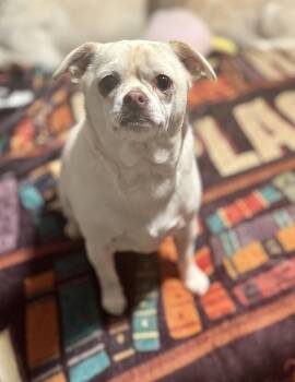 Shooter -  Chug Dog for Adoption in Washington, Missouri - Shooter | PetCurious
