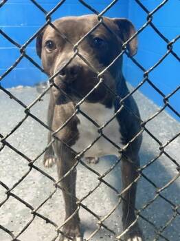 Chase / "Nash" -  Boxer Dog for Adoption in Muskegon, Michigan - Chase / "Nash" | PetCurious