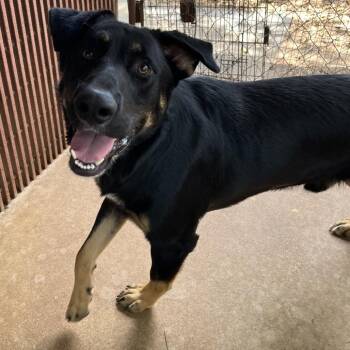 Milford -  German Shepherd Dog and Mixed Breed Dog for Adoption in Stephenville, Texas - Milford | PetCurious