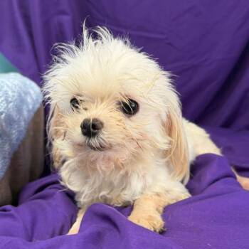 Maltese Dogs Available for Adoption - James | PetCurious