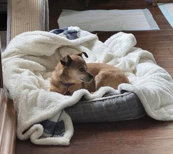 Rescue Terrier Dogs for Adoption in De Pere, Wisconsin - Princess | PetCurious