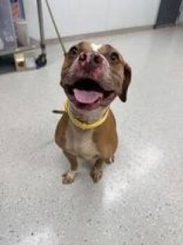 Rescue Pit Bull Terrier Dogs for Adoption in Indianapolis, Indiana - Mija | PetCurious