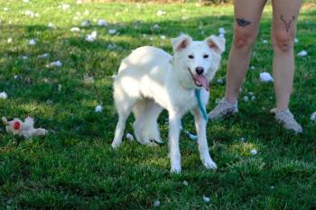 Perdita -  Mixed Breed Dog for Adoption in Evansville, Indiana - Perdita | PetCurious