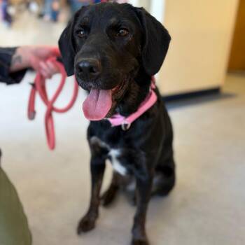 Labrador Retriever and Mixed Breed Dogs Available for Adoption in Morristown, Vermont - Megan | PetCurious
