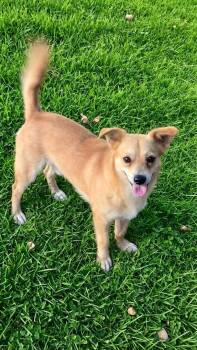 Mickey -  Chihuahua Dog for Adoption in New York, New York - Mickey | PetCurious