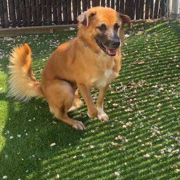 Namtran -  Mixed Breed Dog for Adoption in Patchogue, New York - Namtran | PetCurious