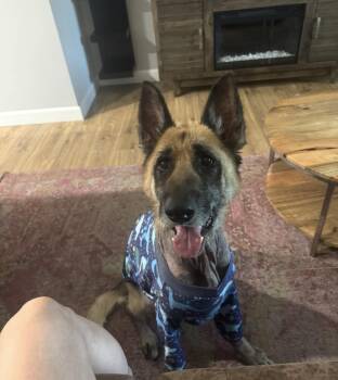 Bulma -  German Shepherd Dog Dog for Adoption in Murrieta, California - Bulma | PetCurious