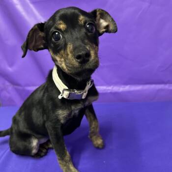 Jolene 2 -  Mixed Breed Dog for Adoption in North Myrtle Beach, South Carolina - Jolene 2 | PetCurious