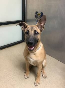 Rescue Shepherd and Mixed Breed Dogs for Adoption in Fort Worth, Texas - Muneca | PetCurious