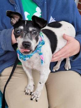 Mando -  Rat Terrier Dog for Adoption in Sioux City, Iowa - Mando | PetCurious