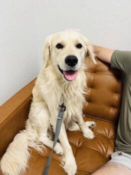 Charlie -  Golden Retriever Dog for Adoption in Miami Shores, Florida - Charlie | PetCurious