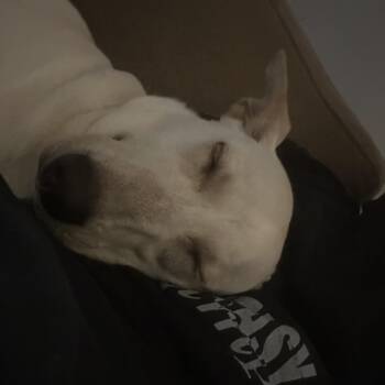 Waverlynn * -  Canaan Dog Dog for Adoption in Waynesville, North Carolina - Waverlynn * | PetCurious