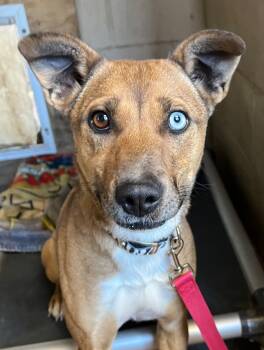 Rescue Mixed Breed Dogs for Adoption in Saint James, Minnesota - Mango | PetCurious