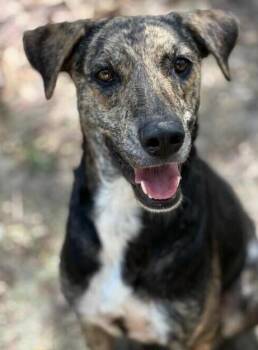 Mixed Breed Dogs Available for Adoption - TAYTO (FOSTER OR FOSTER TO ADOPT) | PetCurious