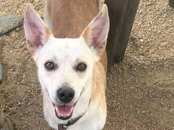 Frank -  Mixed Breed Dog for Adoption in Georgetown, Texas - Frank | PetCurious