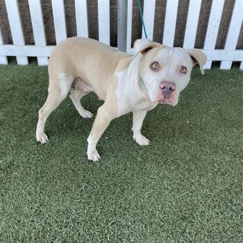 MONA -  Pit Bull Terrier Dog for Adoption in Modesto, California - MONA | PetCurious