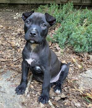 Angel -  Labrador Retriever and Pit Bull Terrier Dog for Adoption in Kannapolis, North Carolina - Angel | PetCurious