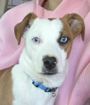 English Coonhound and Husky Dogs Available for Adoption in Andover, Massachusetts - Eli | PetCurious
