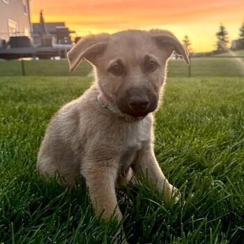 Teddy fka Fisher -  Labrador Retriever and German Shepherd Dog Dog for Adoption in Minneapolis, Minnesota - Teddy Fka Fisher | PetCurious
