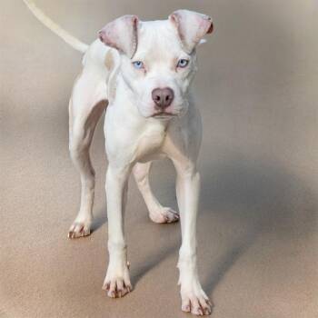 MESSI -  Pit Bull Terrier and Mixed Breed Dog for Adoption in St. Louis, Missouri - MESSI | PetCurious