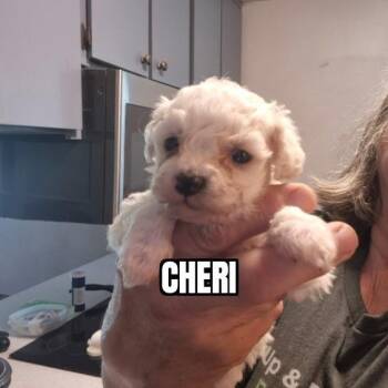 Bichon Frise Dogs Available for Adoption in Olympia, Washington - Cheri | PetCurious