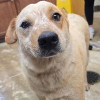 Rosetta -  Cattle Dog and Mixed Breed Dog for Adoption in West Point, Mississippi - Rosetta | PetCurious