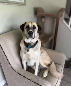 Rescue Black Mouth Cur Dogs for Adoption in Germantown, Ohio - Luna | PetCurious