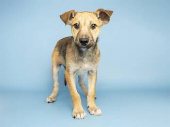 BENJI -  German Shepherd Dog and Mixed Breed Dog for Adoption in Phoenix, Arizona - BENJI | PetCurious