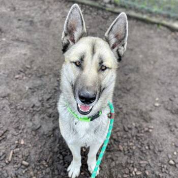 Siberian Husky and Shepherd Dogs Available for Adoption - Sunday | PetCurious