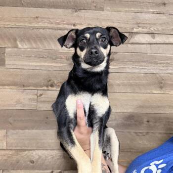 Willow -  Mixed Breed Dog for Adoption in Medford, Oregon - Willow | PetCurious