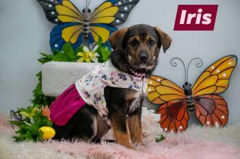 Shepherd and Hound Dogs Available for Adoption - Iris | PetCurious