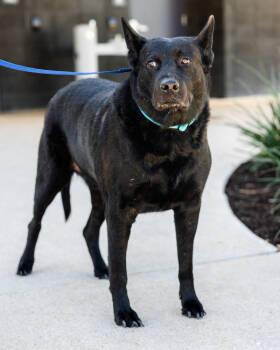 Rescue German Shepherd Dog Dogs for Adoption in Pflugerville, Texas - Argos | PetCurious