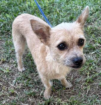 Rescue Cairn Terrier Dogs for Adoption in Bell Gardens, California - GINA | PetCurious
