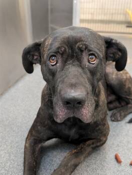 ZEUS -  Mixed Breed Dog for Adoption in Dallas, Texas - ZEUS | PetCurious
