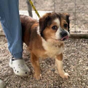 Mixed Breed Dogs Available for Adoption in Madison, Wisconsin - Lala | PetCurious