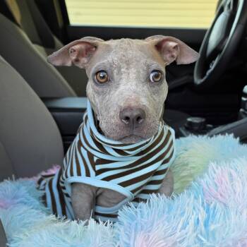 Boo Berry -  Terrier Dog for Adoption in Bulverde, Texas - Boo Berry | PetCurious