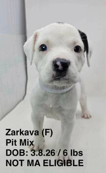 Pit Bull Terrier Dogs Available for Adoption in Pomfret, Connecticut - ZARKAVA | PetCurious