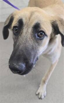 ANGELICA -  German Shepherd Dog and Mixed Breed Dog for Adoption in San Bernardino, California - ANGELICA | PetCurious