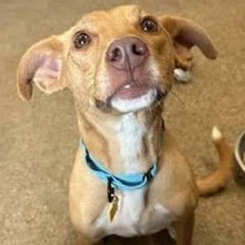 Eden -  Shepherd and Mixed Breed Dog for Adoption - Eden | PetCurious