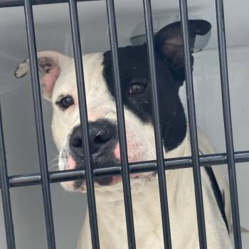 Rescue Pit Bull Terrier Dogs for Adoption in Philadelphia, Pennsylvania - Alessandro | PetCurious