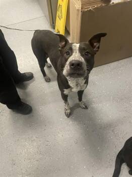 BOE -  Pit Bull Terrier and Siberian Husky Dog for Adoption in Casper, Wyoming - BOE | PetCurious