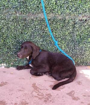PUPPY 1 -  Labrador Retriever and Mixed Breed Dog for Adoption in El Paso, Texas - PUPPY 1 | PetCurious