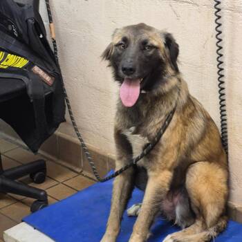 Shayna -  Shepherd Dog for Adoption in Birmingham, Alabama - Shayna | PetCurious