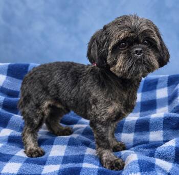 Cole -  Shih Tzu Dog for Adoption in Wheelersburg, Ohio - Cole | PetCurious