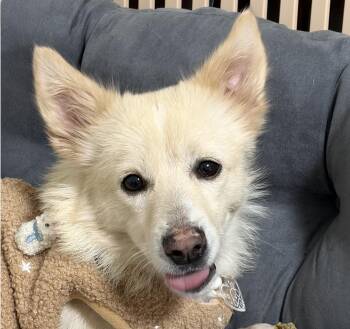 Lielle -  Shiba Inu and Japanese Spitz Dog for Adoption in Danvers, Massachusetts - Lielle | PetCurious