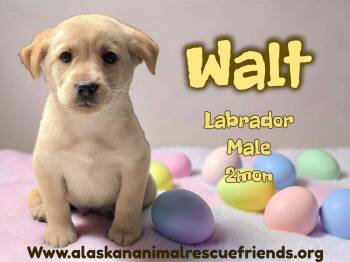 Labrador Retriever Dogs Available for Adoption - Walt | PetCurious