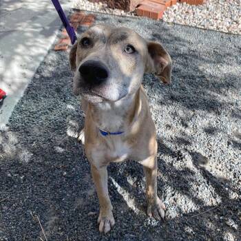 Jersey -  Shepherd and Mixed Breed Dog for Adoption in Cheyenne, Wyoming - Jersey | PetCurious