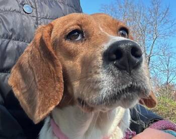 Rescue Beagle Dogs for Adoption in Lambertville, New Jersey - Lila | PetCurious