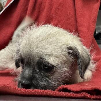 TORTELLINI -  Pug and Terrier Dog for Adoption in Richmond, California - TORTELLINI | PetCurious