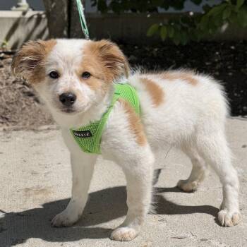 Yukon -  Great Pyrenees and Mixed Breed Dog for Adoption in East Hampton, New York - Yukon | PetCurious